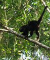 HowlMonkey