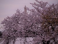 Cherry Blossoms (30)